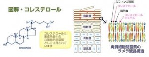 コレステロール